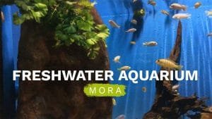 Time flies in a freshwater aquarium 5