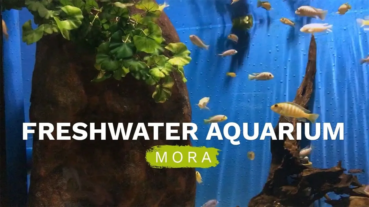 Time flies in a freshwater aquarium 3