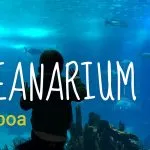 Oceanarium in Lisbon, what to expect? 4