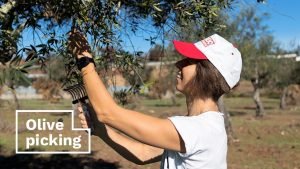 Picking olives for our cold press olive oil 3