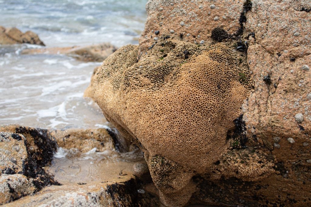 sea life