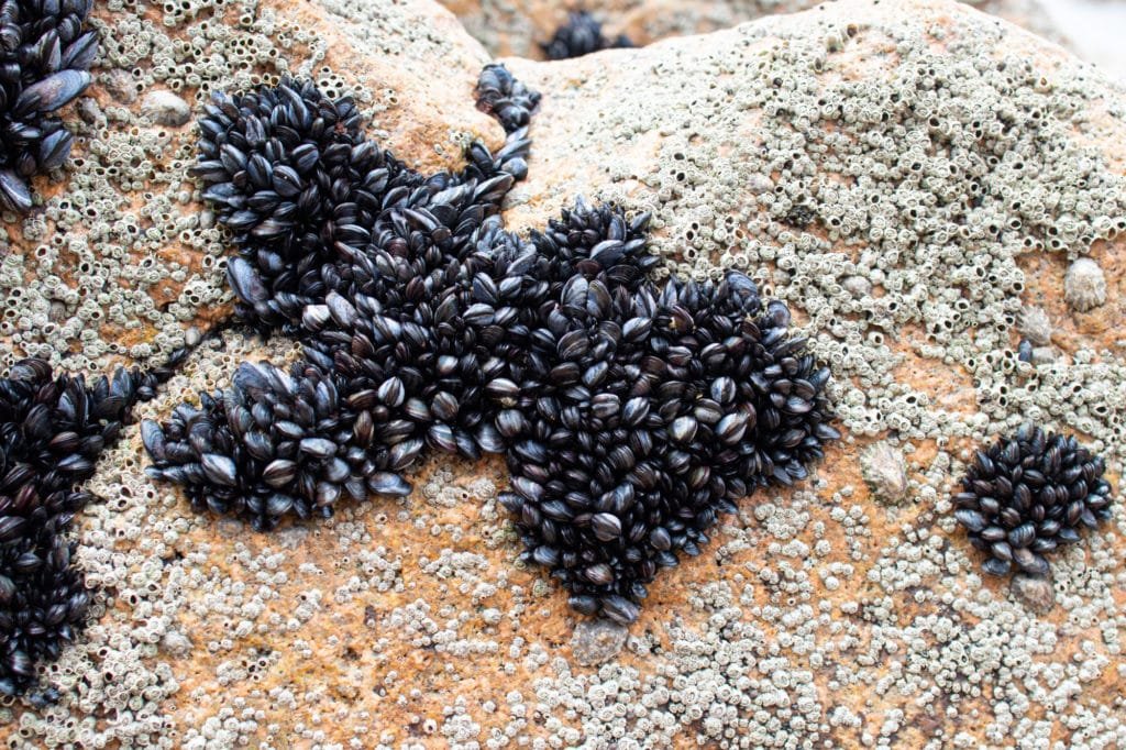 sea life