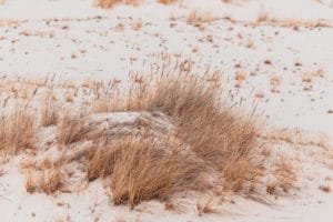 sand and dry vegetation