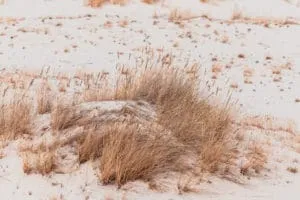 sand and dry vegetation