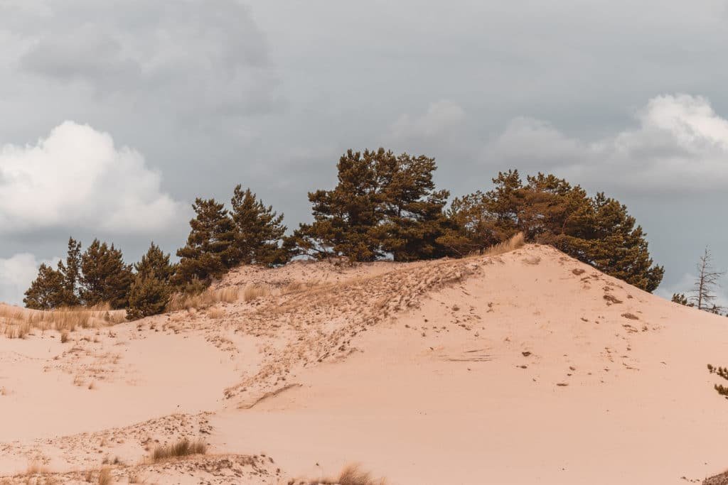 Leba, Poland Home of the Shifting Dunes- Słowiński National Park 17 dunes and trees