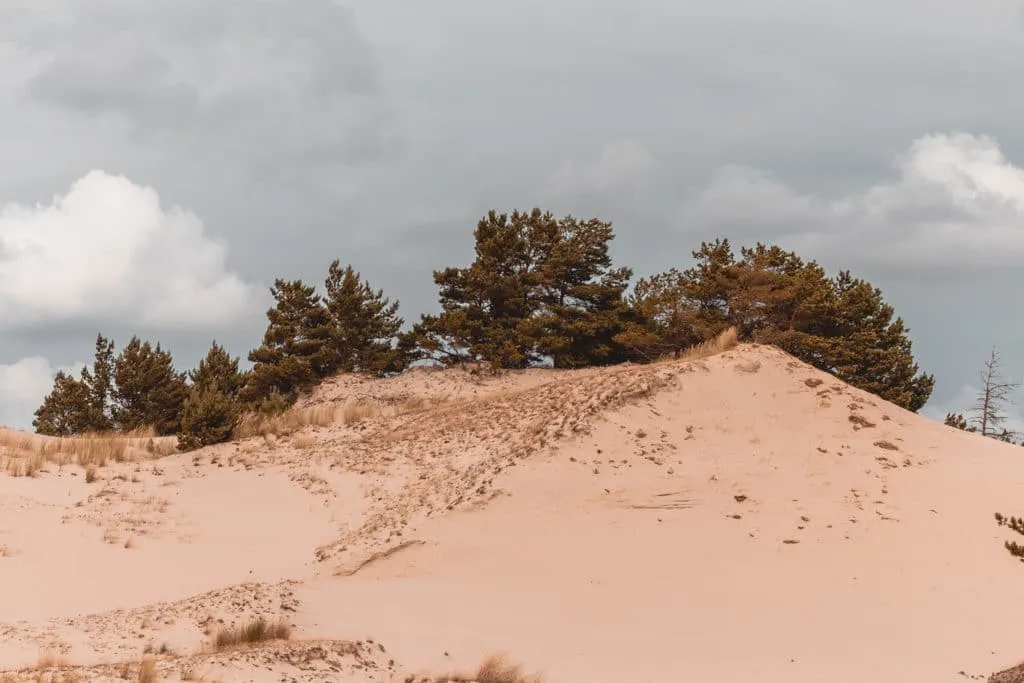dunes and trees