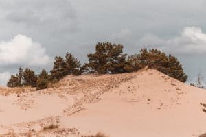dunes and trees