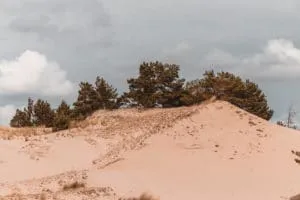 dunes and trees