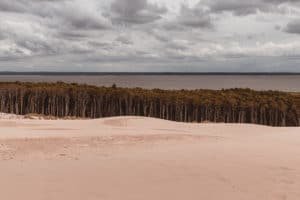 lake forest and dunes