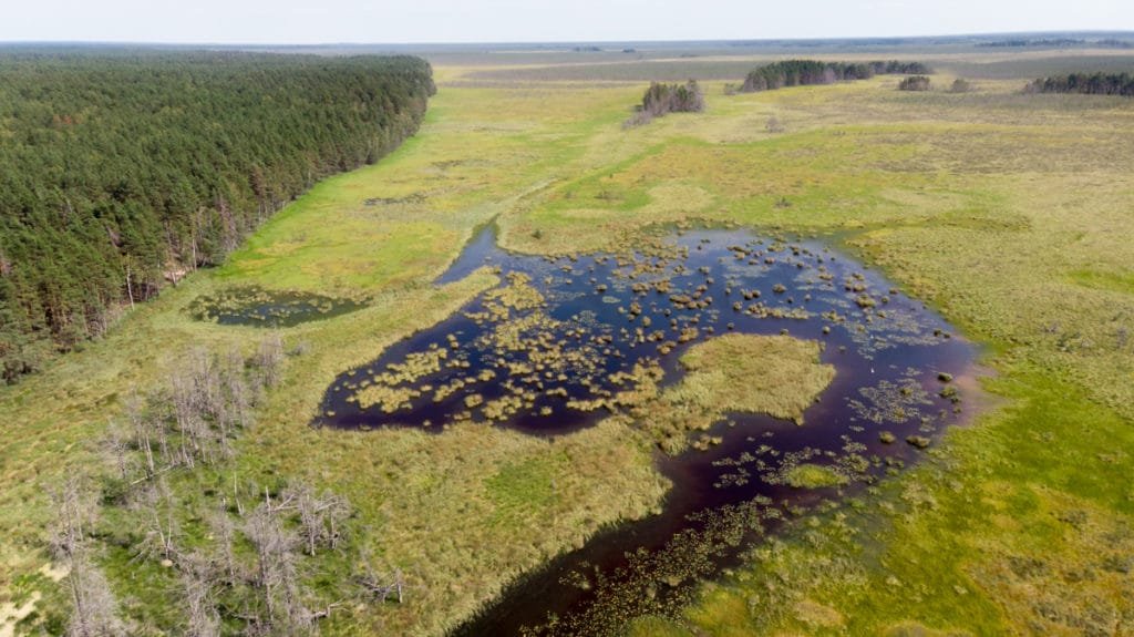 The largest swamp in Lithuania - Čepkelių raistas 132