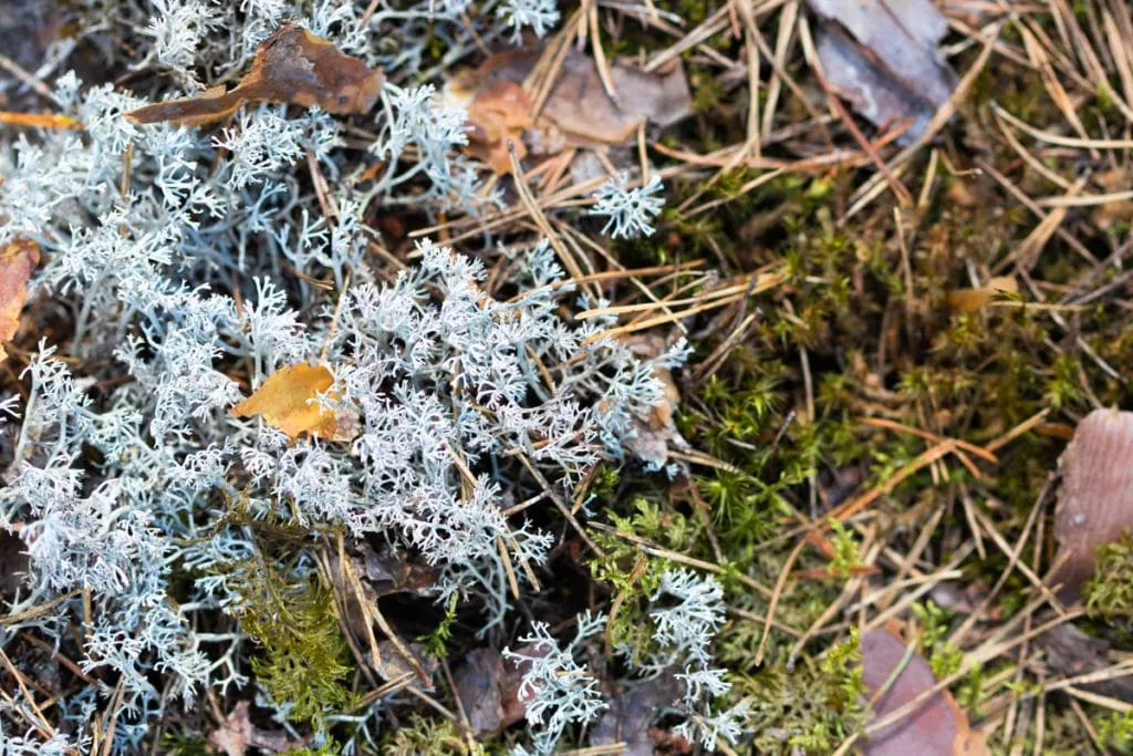 The largest swamp in Lithuania - Čepkelių raistas 23