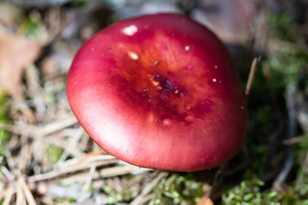 The largest swamp in Lithuania - Čepkelių raistas 22