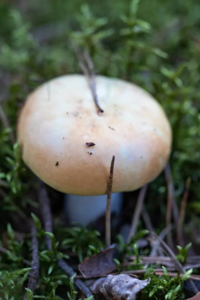 The largest swamp in Lithuania - Čepkelių raistas 21