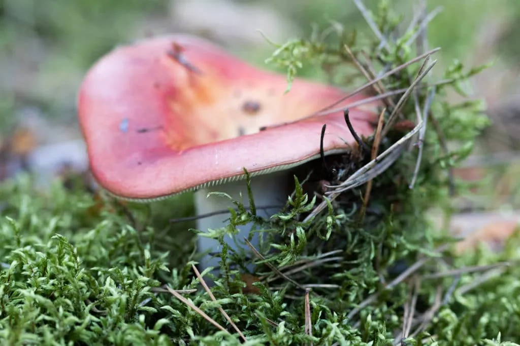 The largest swamp in Lithuania - Čepkelių raistas 20
