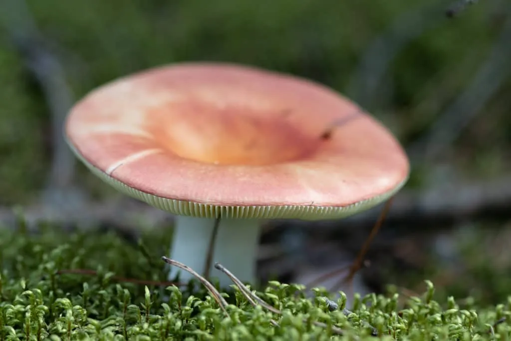 The largest swamp in Lithuania - Čepkelių raistas 15