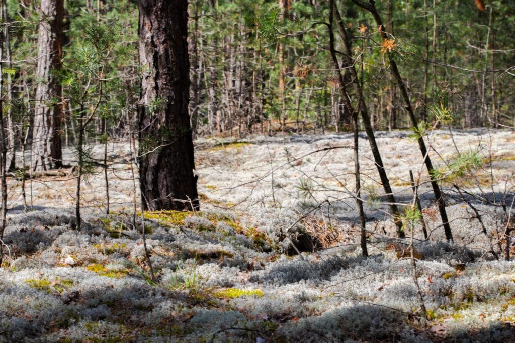 The largest swamp in Lithuania - Čepkelių raistas 139