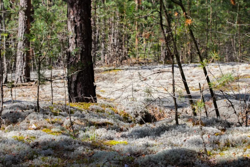 The largest swamp in Lithuania - Čepkelių raistas 16