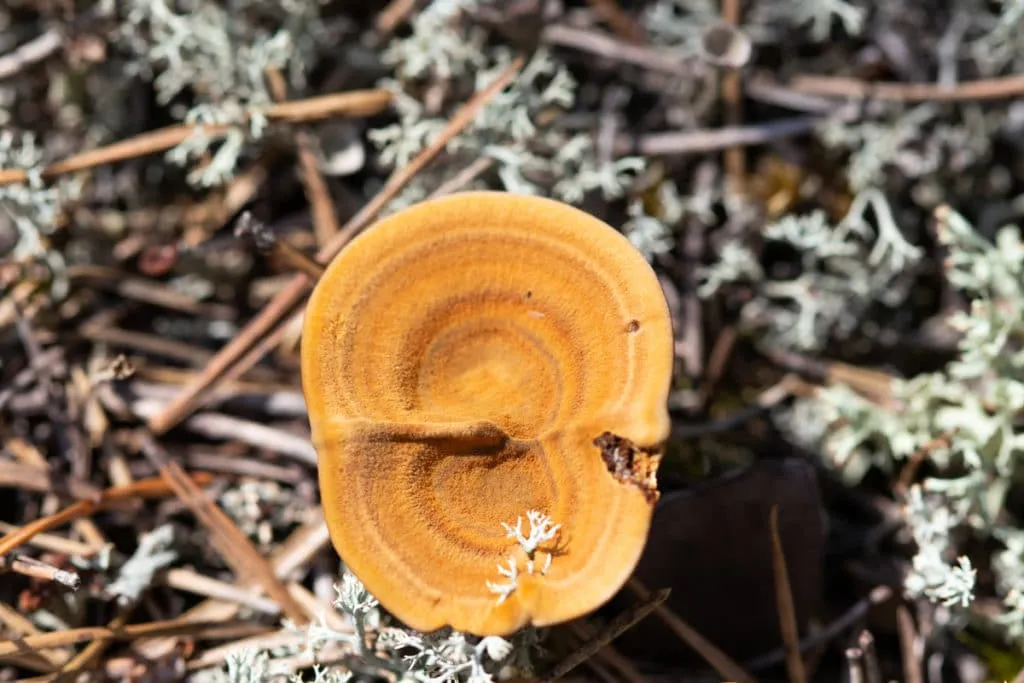 The largest swamp in Lithuania - Čepkelių raistas 12