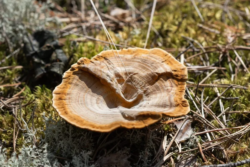 The largest swamp in Lithuania - Čepkelių raistas 17