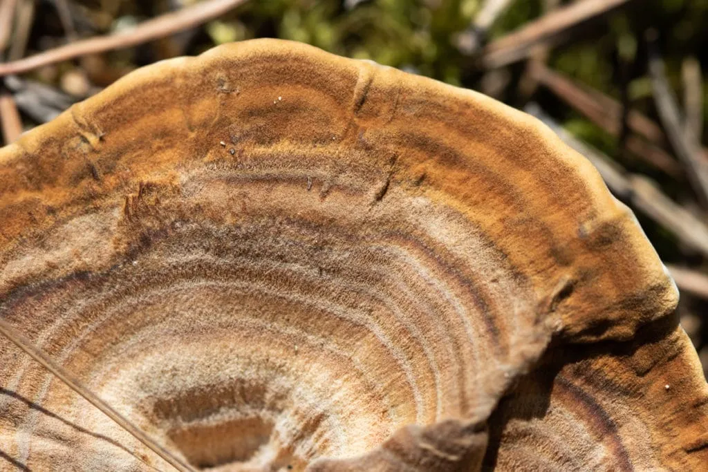 The largest swamp in Lithuania - Čepkelių raistas 18