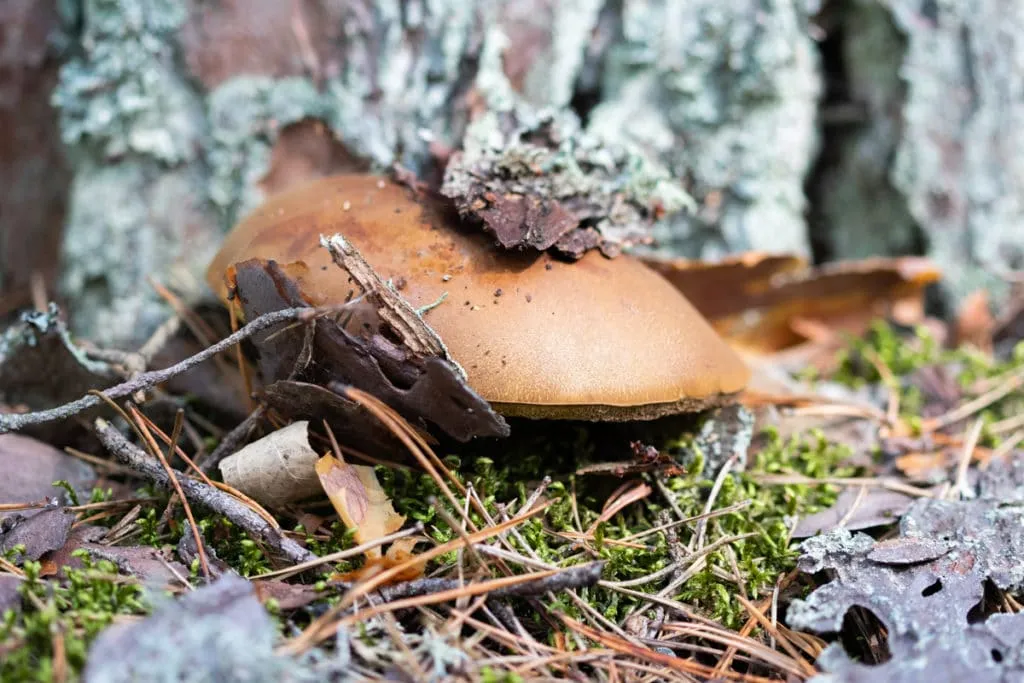 The largest swamp in Lithuania - Čepkelių raistas 14