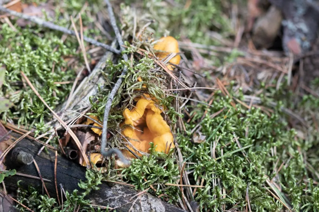 The largest swamp in Lithuania - Čepkelių raistas 13