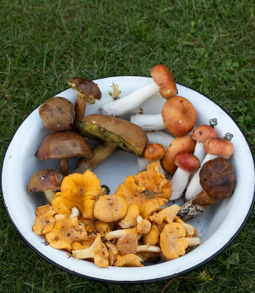 The largest swamp in Lithuania - Čepkelių raistas 24