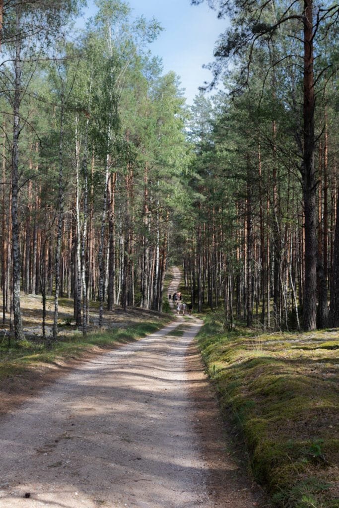 The largest swamp in Lithuania - Čepkelių raistas 129