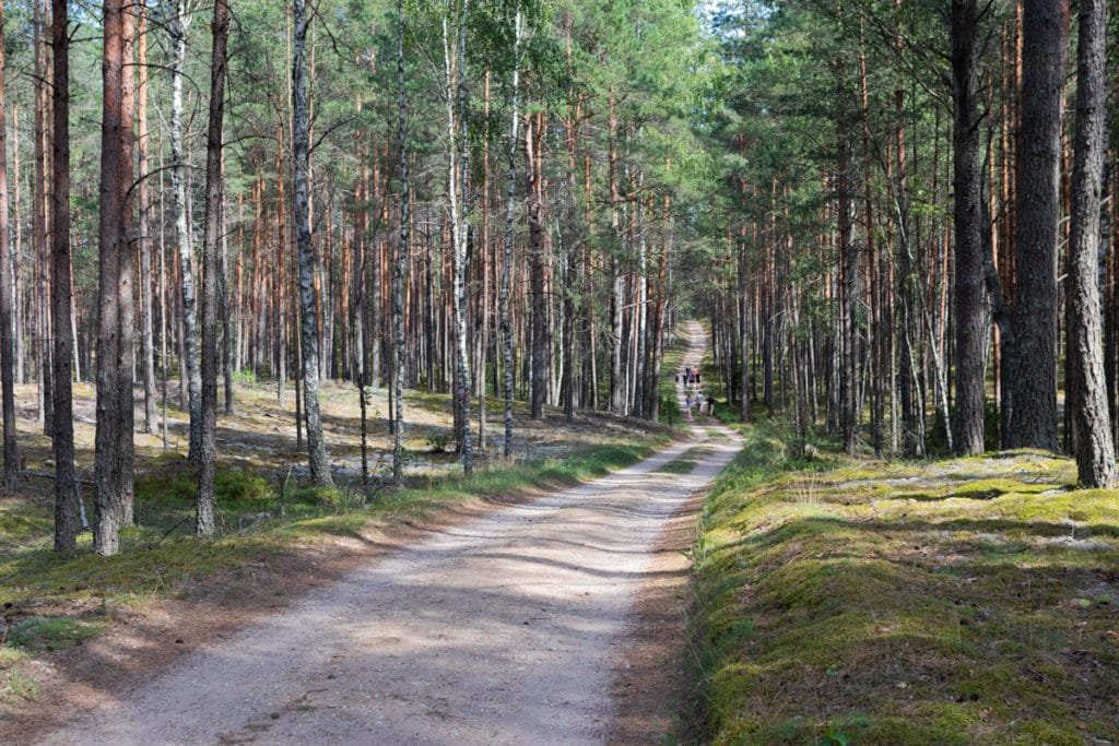 The largest swamp in Lithuania - Čepkelių raistas 130