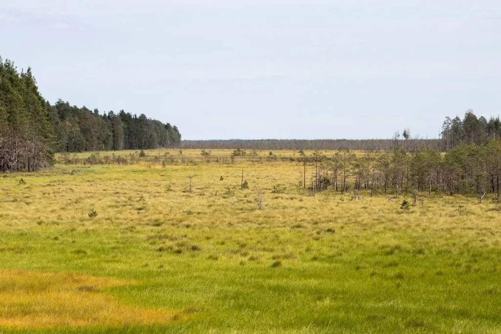 The largest swamp in Lithuania - Čepkelių raistas 1