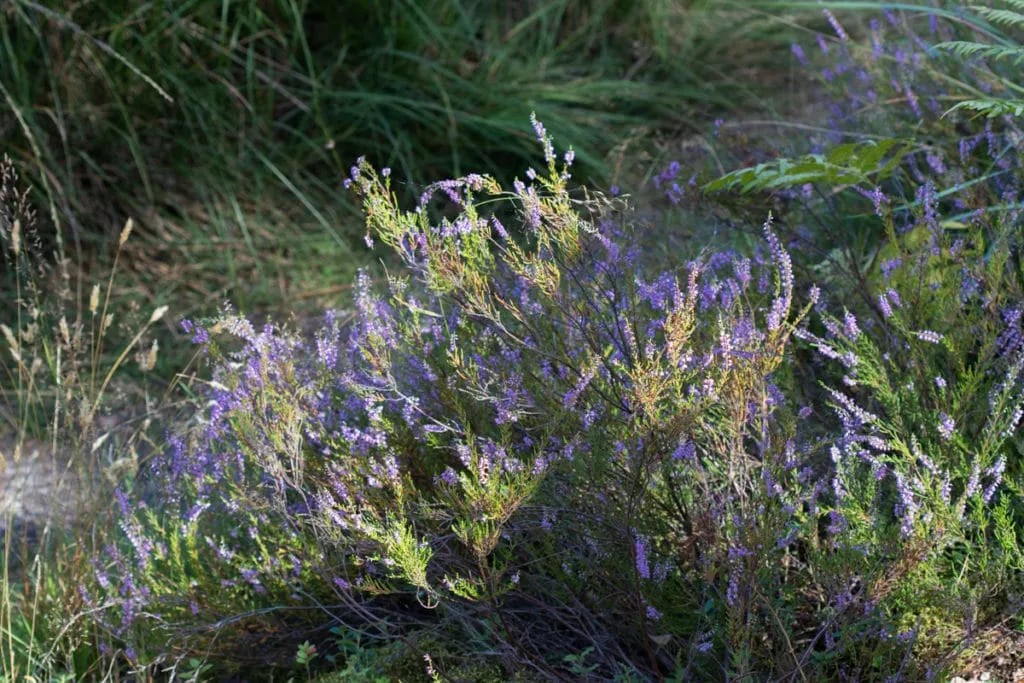 The largest swamp in Lithuania - Čepkelių raistas 2