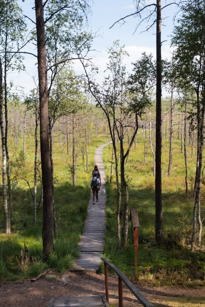 The largest swamp in Lithuania - Čepkelių raistas 131