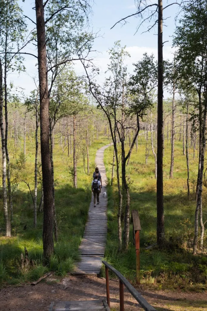 The largest swamp in Lithuania - Čepkelių raistas 8