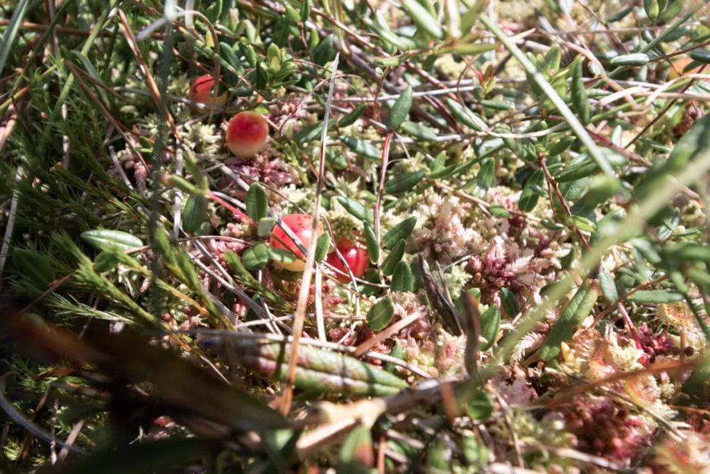 The largest swamp in Lithuania - Čepkelių raistas 3