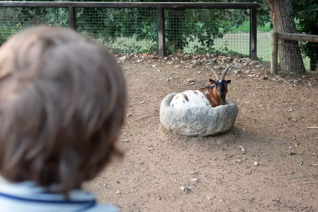 animals in parque biologico de gaia