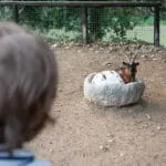 Parque Biológico de Gaia, para quem ama a natureza 4 animals in parque biologico de gaia