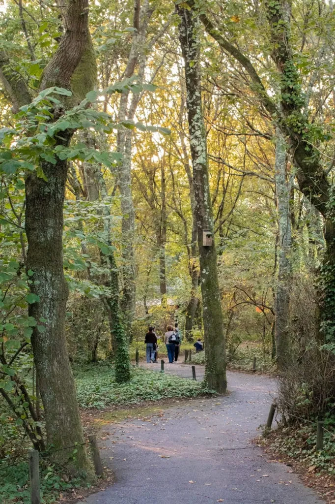 woods of parque biologico de gaia