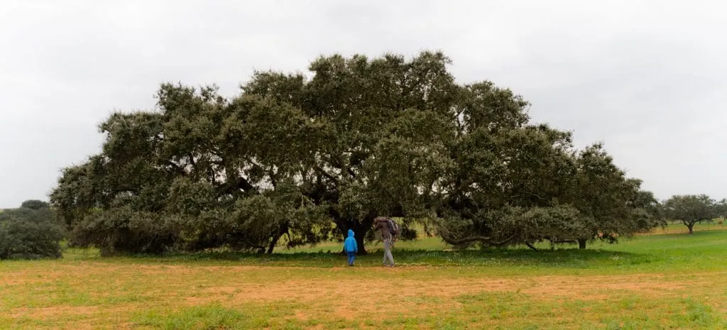 secular holm oak tree