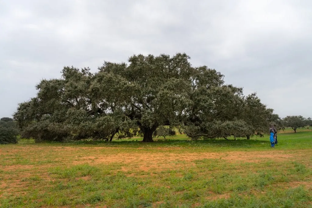 holm oak treetop