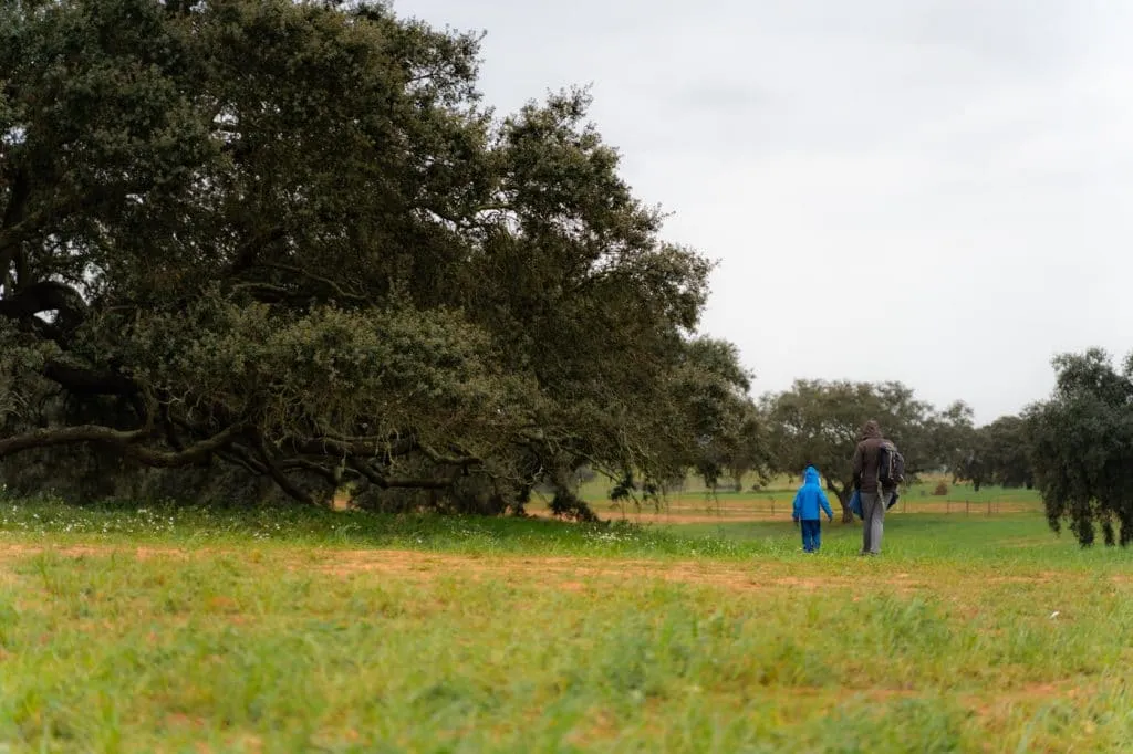 secular holm oak tree