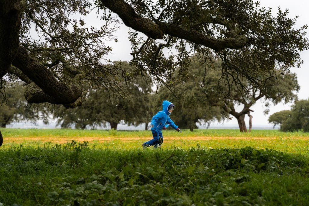running around holm oak tree