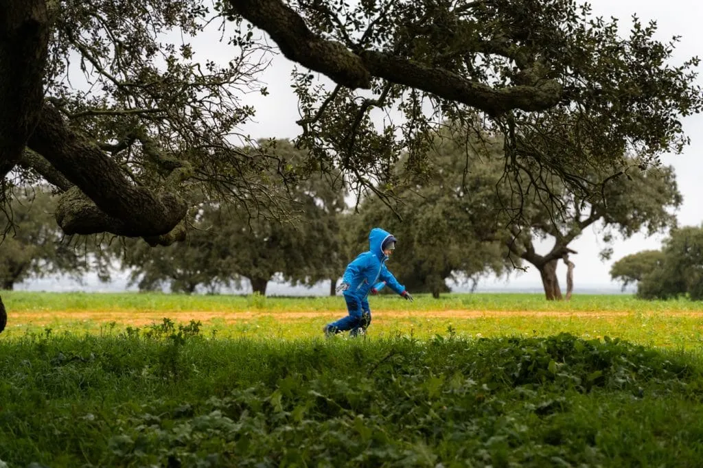 running around holm oak tree