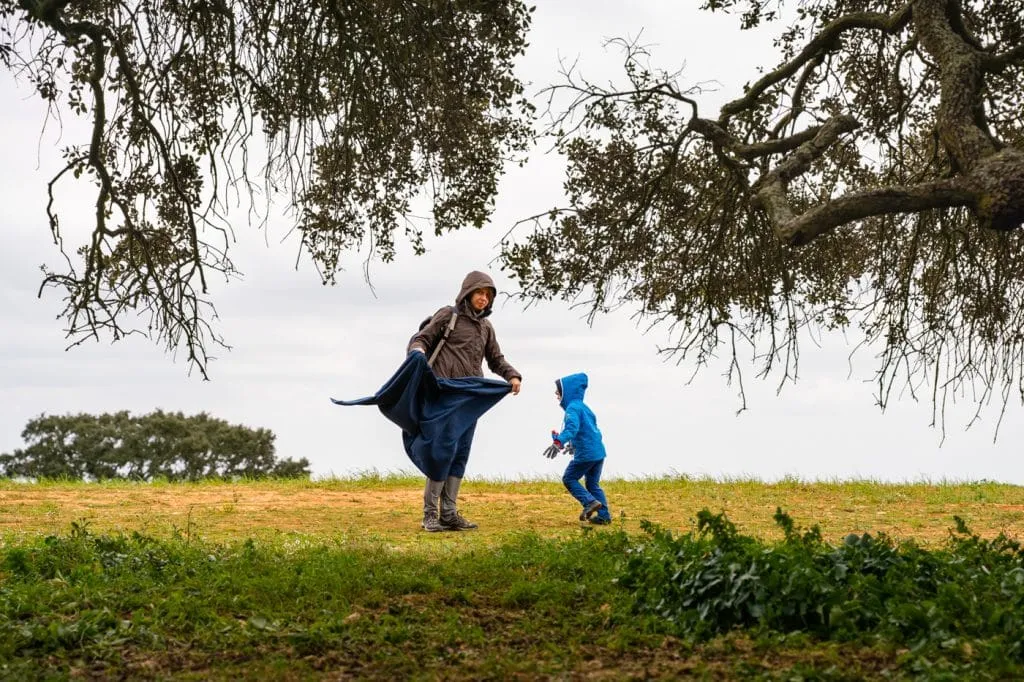 picnic in holm oak tree