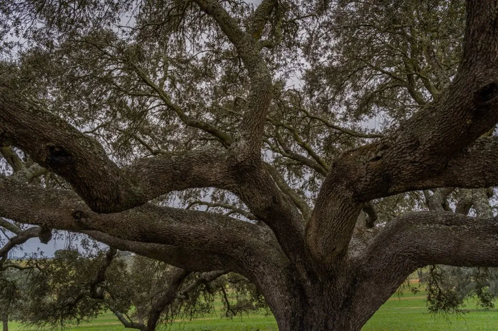 secular holm oak tree