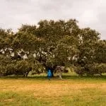 holm oak tree