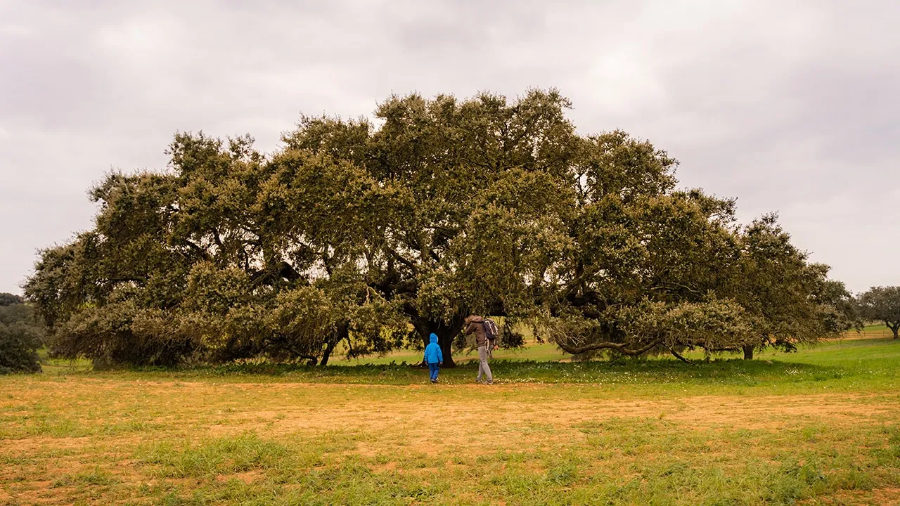 holm oak tree