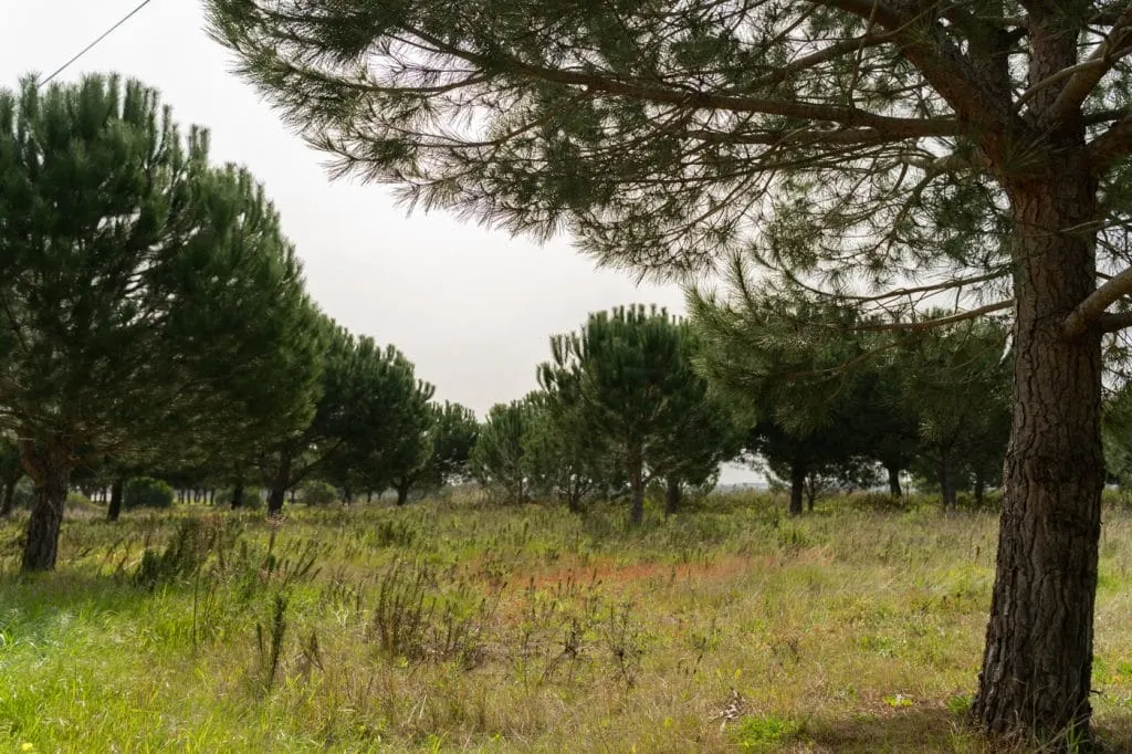 campos na rota vicentina