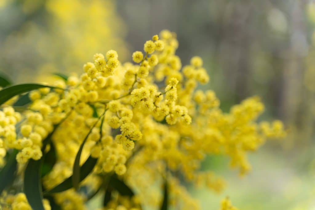 Top Tips to Explore the Rota Vicentina: Your Ultimate Guide 7 flowers