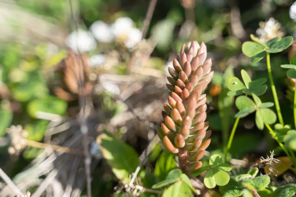 local flowers from the sea