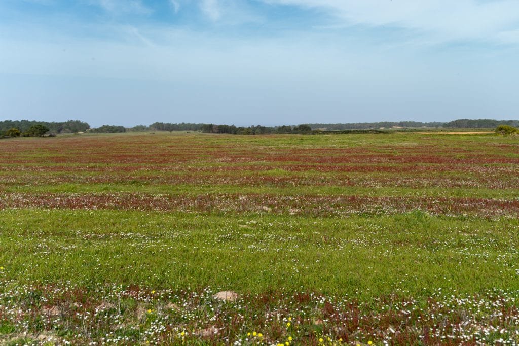 Top Tips to Explore the Rota Vicentina: Your Ultimate Guide 29 fields